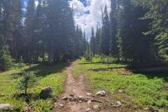 Kelly-Lake-Tire-tracks-through-the-trees