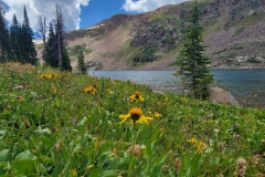 Kelly-Lake-perfect-wildflower-by-lake