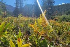 Kelly-Lake-wildflower-grasses