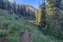 Brighton-Lakes-trail-through-the-hillside-shade