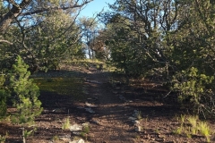 Trinidad-Lake-State-Park-Woods-in-Trail