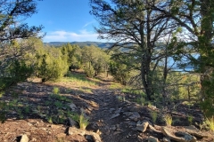 Trinidad-Lake-State-Park-deeper-woods