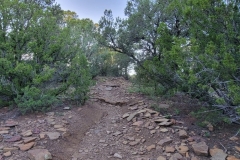 Trinidad-Lake-State-Park-trail-through-the-woods