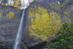 Latourell-Falls-Lower-Falls-looking-up-from-bottom