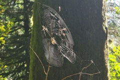 Latourell-Falls-Spider-Web
