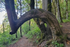 Latourell-Falls-Super-Cool-Tree