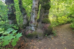 Latourell-Falls-bulby-tree