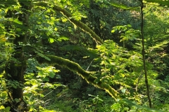 Latourell-Falls-more-moss-and-green