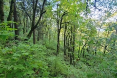 Latourell-Falls-woods