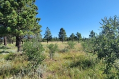 Little-Horse-Mesa-Mesa-Top-first-look-trees