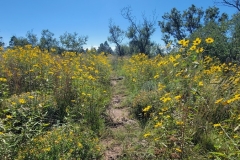 Little-Horse-Mesa-Topside-wildflowers