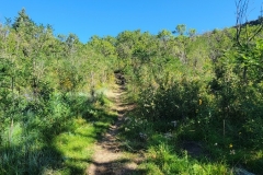 Little-Horse-Mesa-Trail-through-Thicket