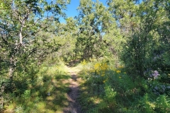 Little-Horse-Mesa-Trail-through-the-Trees