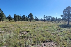 Little-Horse-Mesa-Tree-line-on-the-top