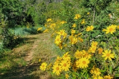 Little-Horse-Mesa-WIldflowers-next-to-Trail