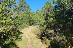 Little-Horse-Mesa-Wide-Trail-through-trees