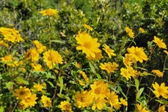 Little-Horse-Mesa-Wildflowers