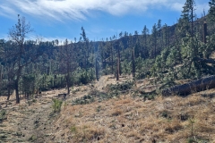Lovers-Leap-Custer-Wide-trees-plus-blowdown