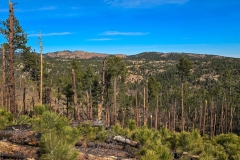 Lovers-Leap-Custer-first-hill-broken-trees