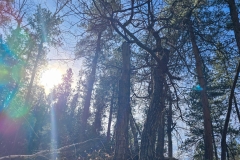 Lovers-Leap-Custer-in-the-trees