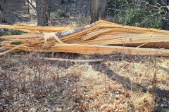 Lovers-Leap-Custer-split-tree-on-ground