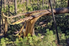 Lovers-Leap-Custer-tree-shear