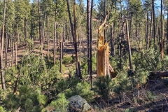 Lovers-Leap-Custer-tree-torn-off-at-base