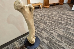 Mammoth-Pit-Standing-leg-bone