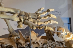 Mammoth-Pit-bear-claw