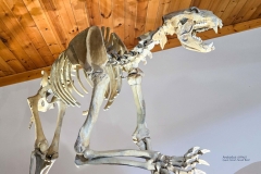 Mammoth-Pit-bear-full