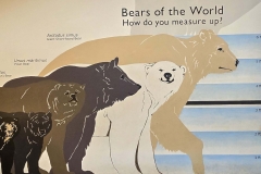 Mammoth-Pit-bear-progression