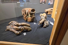 Mammoth-Pit-bear-skull-and-claw