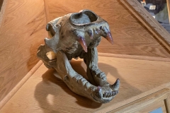 Mammoth-Pit-bear-skull