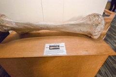 Mammoth-Pit-bone-on-table
