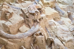 Mammoth-Pit-digsite-early-tusks
