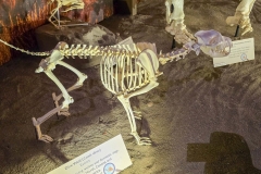 Mammoth-Pit-small-recreation
