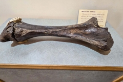 Mammoth-Pit-touchable-bone