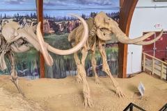 Mammoth-Pit-two-mammoths-from-top