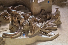 Mammoth-Pit-wide-of-whole-remains