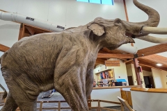 mammoth-Pit-Cover