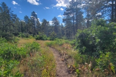 Mancos-State-Park-BLack-Bear-top-hill-trees