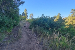 Mancos-State-Park-Black-Bear-Early-Uphill