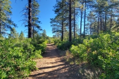Mancos-State-Park-Black-Bear-First-into-trees