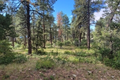 Mancos-State-Park-Black-Bear-Woods