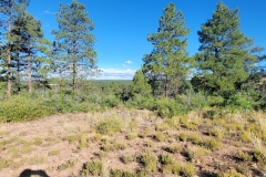 Mancos-State-Park-Black-Bear-first-hill