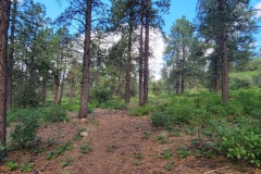 Mancos-State-Park-Black-Bear-lower-trail-in-trees
