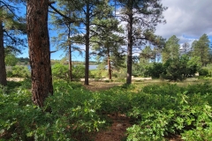 Mancos-State-Park-Black-Bear-lower-trees-and-lake