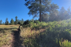 Mancos-State-Park-Opening-Trail