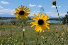 Martin-Lake-Lathrop-State-Park-Twin-Sunflowers-in-first-field