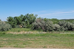 Martin-Lake-Lathrop-State-Park-bushes